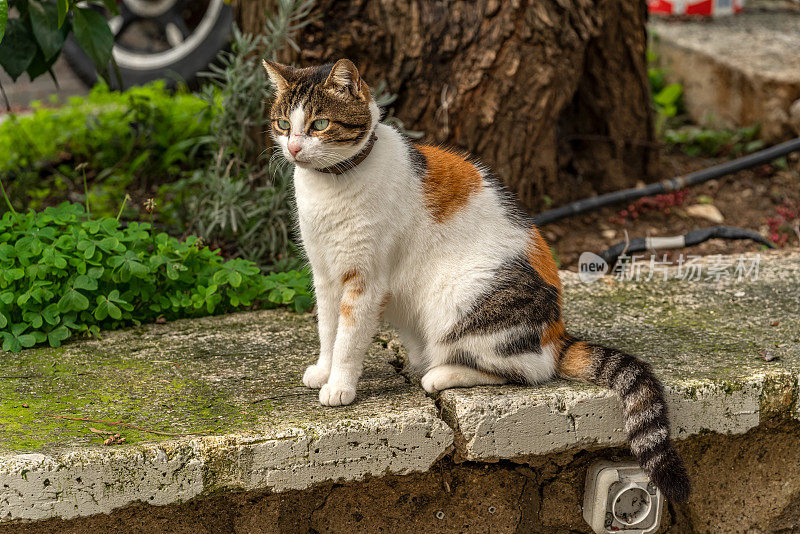 由于冠状病毒的宵禁，空ALACATI (Alaçatı)的猫坐在墙上。